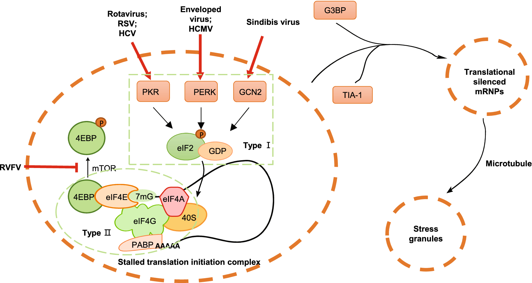 Рнк respiratory syncytial virus. RNA viruses. Ротавирус жизненный цикл. РНК ротавирус. Types of viruses.